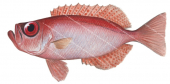 Spotted Bigeye,Priacanthus macracanthus,High Res image-R.Swainston