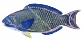 Bicolour Parrotfish, Adult,Cetoscarus bicolor,Roger Swainston,Animafish