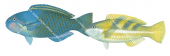 Bluebridle Parrotfish,Male and Female,Scarus dimidiatus|High Res Illustration by R. Swainston