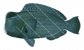 Bumphead Parrotfish,Bolbometopon muricatum|High Res Scientific illustration by Roger Swainston