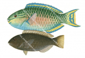 Chameleon Parrotfish, Male and Female,Scarus chameleon|High Res marine image by R.Swainston