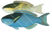 Darkcap Parrotfish, Male and Female,Scarus oviceps,High Res Illustration by R. Swainston