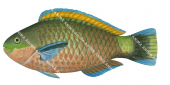 Greenblotch Parrotfish,Scarus quoyi,High Res Illustration by R. Swainston