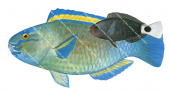 Greenfin Parrotfish, Adult and Juvenile,Chlororus sordidus,High Res Illustration by R. Swainston