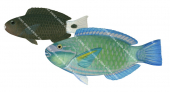 Greenfin Parrotfish-2, Juvenile and Adult,Chlororus sordidus |High Res Illustration by R. Swainston