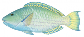Longnose Parrotfish.Hipposcarus longiceps|High Res Scientific illustration by Roger Swainston
