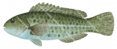 Marbled Parrotfish,male,Leptoscarus vaigiensis,Roger Swainston,Animafish