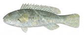 Marbled Parrotfish,Female,Leptoscarus vaigiensis,Roger Swainston,Animafish