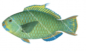 Mini-fin Parrotfish,Scarus altipinnis,Roger Swainston,Animafish