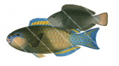 Redtail Parrotfish,Male and Female,Scarus pyrrhurus,Roger Swainston,Animafish