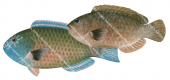 Star-eye Parrotfish, Male and Female,Calotomus carolinus,Roger Swainston,Animafish