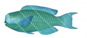 Steephead Parrotfish2,Chlororus microrhinos,Roger Swainston,Animafish