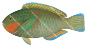 Surf Parrotfish,Scarus rivulatus,Roger Swainston,Animafish