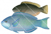Violetline Parrotfish,Male and Female,Scarus globiceps,Roger Swainston,Animafish