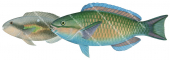Whitespot Parrotfish, Male and Female,Scarus forsteni,Roger Swainston,Animafish