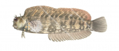 Blenny,Banded,Salarias fasciatus,Roger Swainston,Animafish