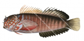 Barred Blenny,Cirripectes polyzona,Roger Swainston,Animafish