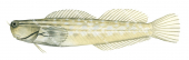 Palespotted Combtooth Blenny,Ecsenius yaeyamaensis,Roger Swainston,Animafish