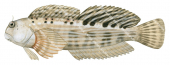 Wavyline Rockskipper,Entomacrodus decussatus,Roger Swainston,Animafish