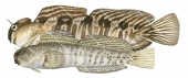 Rippled Rockskipper,Male and Female,Istiblennius edentulus,Roger Swainston,Animafish