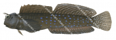 Peacock Rockskipper,Istiblennius meleagris,Roger Swainston,Animafish