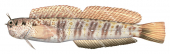 Rockskipper,Bluestreaked,Blenniella periophthalmus,Roger Swainston,Animafish
