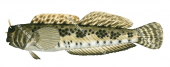 Blackspotted Rockskipper,Entomacrodus striatus|High Res Illustration by R. Swainston