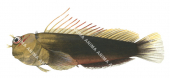 Filamentous Blenny,Cirripectes filamentosus,Roger Swainston,Animafish