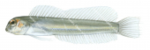 Gossamer Blenny,Omobranchus ferox,Roger Swainston,Animafish