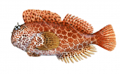 Leopard Blenny,Exallias brevis,Roger Swainston,Animafish
