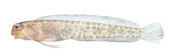 Manyspot Blenny,Laiphognathus multimaculatus,Roger Swainston,Animafish