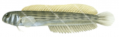 Muzzled Blenny,Omobranchus punctatus,Roger Swainston,Animafish