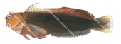 Redspeckled Blenny,Cirripectes variolosus,Roger Swainston,Animafish