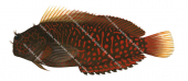 Redstreaked Blenny,Cirripectes stigmaticus.Scientific fish illustration by Roger Swainston