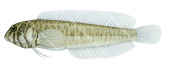 Roundhead Blenny,Omobranchus lineolatus,Roger Swainston,Animafish