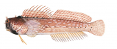 Triplespot Blenny,Crossosalarias macrospilus,Roger Swainston,Animafish