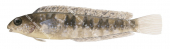 Brown Sabretooth Blenny,Petroscirtes lupus,Roger Swainston,Animafish