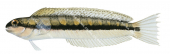 Shorthead Sabretooth Blenny,Petroscirtes breviceps,Roger Swainston,Animafish