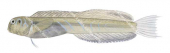 Rotund Blenny,Omobranchus rotundiceps,High quality illustration by Roger Swainston