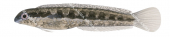 Juvenile Shorthead Sabretooth Blenny,Petroscirtes breviceps,Roger Swainston,Animafish