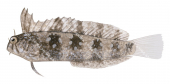 Brown Crested Sabretooth Blenny,Petroscirtes mitratus,Roger Swainston,Animafish