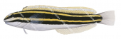Yellow-lined Sabretooth Blenny,Petroscirtes fallax,Roger Swainston,Animafish