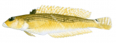 Banded Grubfish,Parapercis mimaseana,Roger Swainston,Animafish
