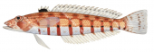 Doublestitch Grubfish,Parapercis multiplicata,Roger Swainston,Animafish