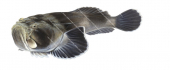 Common Stargazer,Kathetostoma laeve,.Scientific fish illustration by Roger Swainston