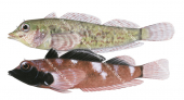 Ringscale Threefin, Male and Female,Enneapterygius atrogulare,Roger Swainston,Animafish