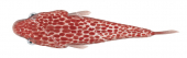 Broadhead Clingfish,Cochleoceps bassensis,Roger Swainston,Animafish