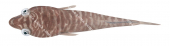 Pink Clingfish,Aspasmogaster costata,Roger Swainston,Animafish