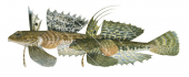 Finger Dragonet, Male and Female,Dactylopus dactylopus,Roger Swainston,Animafish