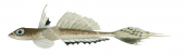 Ocellate Dragonet,Bathycallionymus moretonensis,Roger Swainston,Animafish